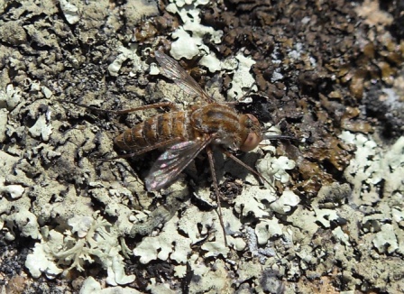 Amictus sp. (Bombyliidae) - aiuto con l''identificazione